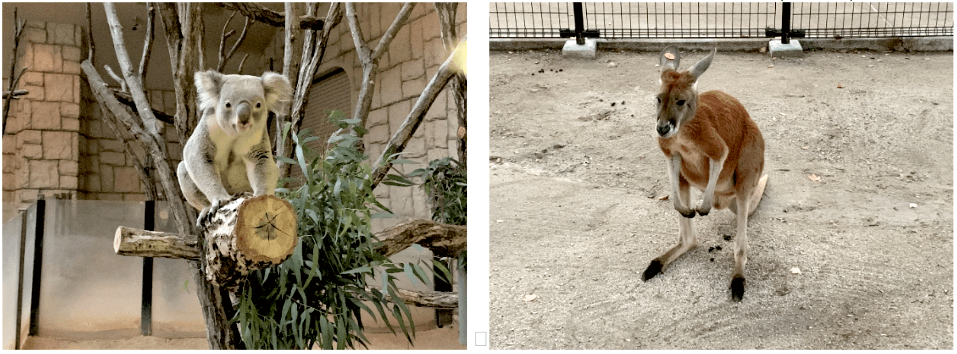 動物園の看板